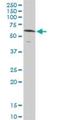 Nuclear Receptor Subfamily 1 Group D Member 2 antibody, H00009975-D01P, Novus Biologicals, Western Blot image 