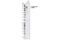 FGFR antibody, 2544S, Cell Signaling Technology, Western Blot image 