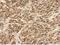Small Ubiquitin Like Modifier 1 antibody, NBP2-20532, Novus Biologicals, Immunohistochemistry paraffin image 