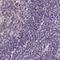 Adducin 2 antibody, NBP2-33974, Novus Biologicals, Immunohistochemistry frozen image 