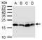 DNA Polymerase Epsilon 3, Accessory Subunit antibody, PA5-78504, Invitrogen Antibodies, Western Blot image 