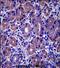 GSG1 Like antibody, PA5-71843, Invitrogen Antibodies, Immunohistochemistry paraffin image 