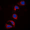 Cbl Proto-Oncogene antibody, GTX55004, GeneTex, Immunocytochemistry image 