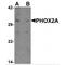 Paired Like Homeobox 2A antibody, MBS150726, MyBioSource, Western Blot image 