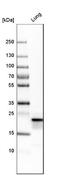 Surfactant Protein C antibody, NBP1-87201, Novus Biologicals, Western Blot image 