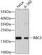 BCL2 Binding Component 3 antibody, 14-003, ProSci, Western Blot image 