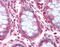 Solute Carrier Family 1 Member 4 antibody, LS-A8978, Lifespan Biosciences, Immunohistochemistry frozen image 