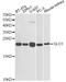 Glyoxalase I antibody, A1932, ABclonal Technology, Western Blot image 