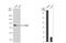 CD2 Associated Protein antibody, NBP2-53098, Novus Biologicals, Western Blot image 