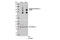 ATPase Na+/K+ Transporting Subunit Alpha 1 antibody, 13566S, Cell Signaling Technology, Western Blot image 