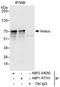 IKAROS Family Zinc Finger 2 antibody, NBP2-04050, Novus Biologicals, Immunoprecipitation image 