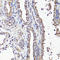 CD44 antibody, LS-C747515, Lifespan Biosciences, Immunohistochemistry frozen image 
