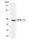 G Protein-Coupled Receptor 173 antibody, LS-C292019, Lifespan Biosciences, Western Blot image 