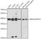 RNF2 antibody, GTX54707, GeneTex, Western Blot image 