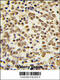 Mitogen-Activated Protein Kinase 7 antibody, 62-955, ProSci, Immunofluorescence image 