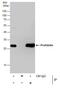 Prohibitin antibody, PA5-27329, Invitrogen Antibodies, Immunoprecipitation image 