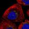 Transmembrane Protein 231 antibody, PA5-59858, Invitrogen Antibodies, Immunofluorescence image 