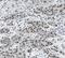 THADA Armadillo Repeat Containing antibody, FNab08657, FineTest, Immunohistochemistry frozen image 