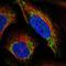 LDL Receptor Related Protein 11 antibody, HPA064002, Atlas Antibodies, Immunofluorescence image 
