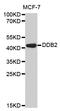 Damage Specific DNA Binding Protein 2 antibody, LS-C331725, Lifespan Biosciences, Western Blot image 