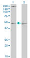Pyruvate Dehydrogenase Kinase 3 antibody, LS-C197867, Lifespan Biosciences, Western Blot image 
