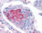 TOR antibody, TA340510, Origene, Immunohistochemistry frozen image 