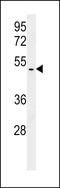 BRISC And BRCA1 A Complex Member 1 antibody, LS-C165072, Lifespan Biosciences, Western Blot image 