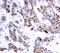 Myocyte Enhancer Factor 2A antibody, TA333252, Origene, Immunohistochemistry frozen image 