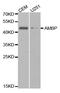 Alpha-1-Microglobulin/Bikunin Precursor antibody, PA5-76634, Invitrogen Antibodies, Western Blot image 