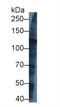 Kinesin Family Member 5A antibody, MBS2003299, MyBioSource, Western Blot image 