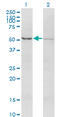 Activin A Receptor Type 2B antibody, LS-C196610, Lifespan Biosciences, Western Blot image 