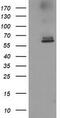 Acyl-CoA Thioesterase 12 antibody, CF502477, Origene, Western Blot image 