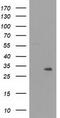 Nicotinamide mononucleotide adenylyltransferase 1 antibody, CF502219, Origene, Western Blot image 