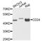 CD24 Molecule antibody, MBS126833, MyBioSource, Western Blot image 