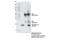 Interleukin 1 Beta antibody, 63124S, Cell Signaling Technology, Immunoprecipitation image 
