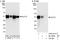 Kruppel Like Factor 12 antibody, A303-617A, Bethyl Labs, Immunoprecipitation image 
