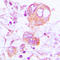 Cathepsin H antibody, LS-C353958, Lifespan Biosciences, Immunohistochemistry paraffin image 