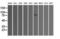 SATB Homeobox 1 antibody, LS-C784343, Lifespan Biosciences, Western Blot image 