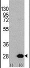 Heat Shock Protein Family B (Small) Member 1 antibody, PA5-14021, Invitrogen Antibodies, Western Blot image 