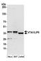 Vesicle Trafficking 1 antibody, A304-828A, Bethyl Labs, Western Blot image 