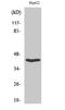 CD200 Receptor 1 antibody, A03707, Boster Biological Technology, Western Blot image 