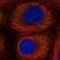 Leucyl-TRNA Synthetase antibody, PA5-59338, Invitrogen Antibodies, Immunofluorescence image 