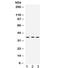 Protein Kinase AMP-Activated Non-Catalytic Subunit Beta 1 antibody, R32363, NSJ Bioreagents, Western Blot image 