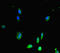 RAD51 Recombinase antibody, LS-C679268, Lifespan Biosciences, Immunofluorescence image 