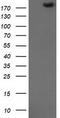 SNF2 Histone Linker PHD RING Helicase antibody, CF501446, Origene, Western Blot image 