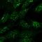 Sorting Nexin 1 antibody, orb20425, Biorbyt, Immunofluorescence image 