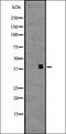 Histone H3 Associated Protein Kinase antibody, orb337645, Biorbyt, Western Blot image 