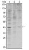 Wnt inhibitory factor 1 antibody, AM06523SU-N, Origene, Western Blot image 