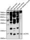 Acylphosphatase 2 antibody, A07984, Boster Biological Technology, Western Blot image 