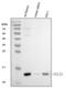 C-C Motif Chemokine Ligand 21 antibody, A00765-2, Boster Biological Technology, Western Blot image 